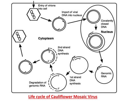 Cauliflower mosaic virus | PPTX