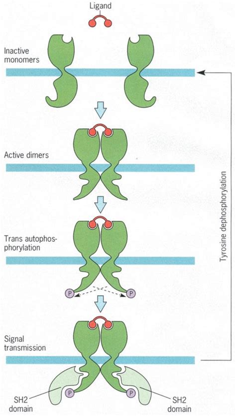 Image result for RTK Structure