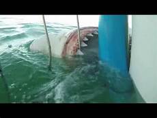 gabbia squali sudafrica squalo bianco attacca una gabbia di sub gabbia squali sudafrica squalo bianco attacca una gabbia di sub