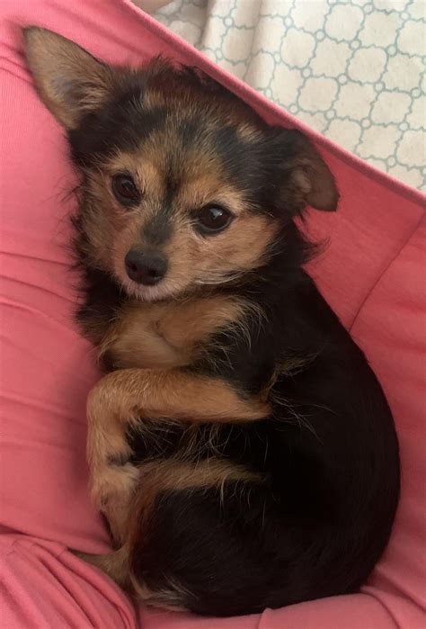 Yorkie Chihuahua Mix Temperament