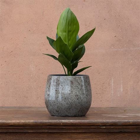 Buy bird of paradise Strelitzia reginae: Delivery by Waitrose Garden