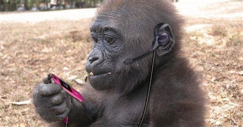 Image result for Funny Animal Using Computer