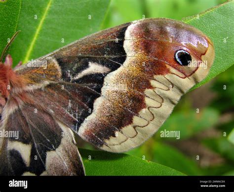 Image result for Moth Wing Patterns