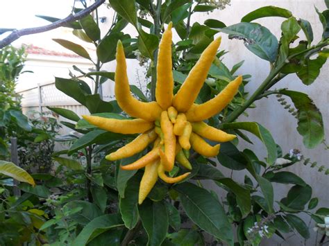 Citron Buddha's hand Citrus medica