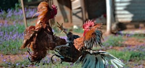 Viral: Two Men Lose Their Lives After Roosters Attacks Them During ...