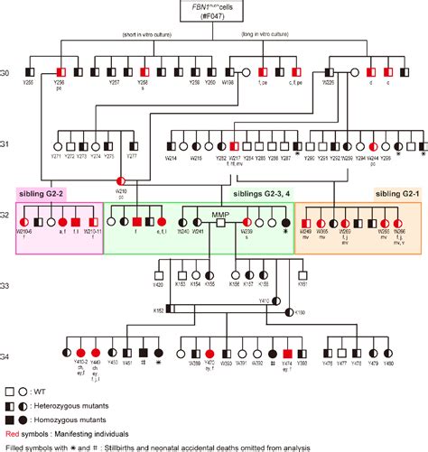 Figure 1 from Genetically engineered animal models for Marfan syndrome ...