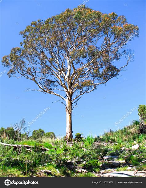 Australian Eucalyptus Trees