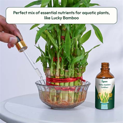 Buy Lucky Bamboo Fertilizer: Aqua Plant Food for Healthy Growth – Ugaoo