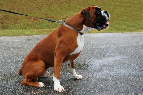 The European Boxer: A Guide To These Agile And Graceful Companions