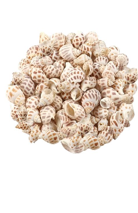 Natural Spiral Sea Shells for DIY Crafts, Resin Art & Decoration (100g ...