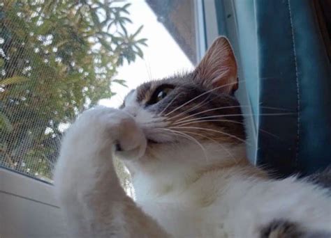 deva değil dert oldum gül değil diken oldum | Kedi memleri, Komik ...