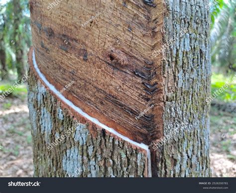 Image result for Rubber Tree Tapping