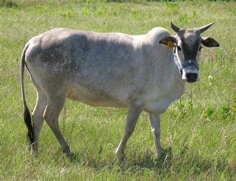 What Are Zebu Cattle at Phoebe Jensen blog