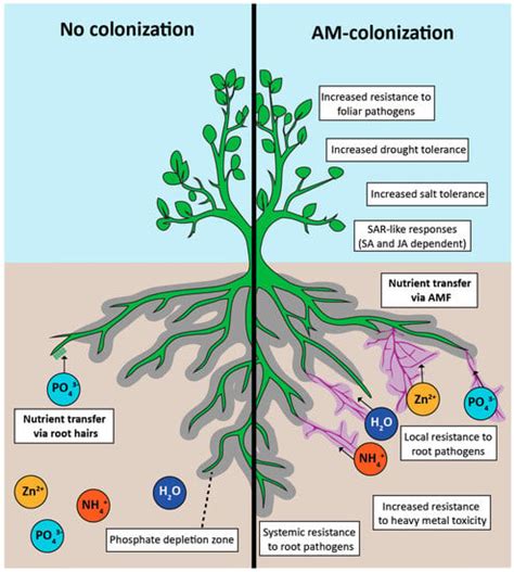 Trade-Offs in Arbuscular Mycorrhizal Symbiosis: Disease Resistance ...