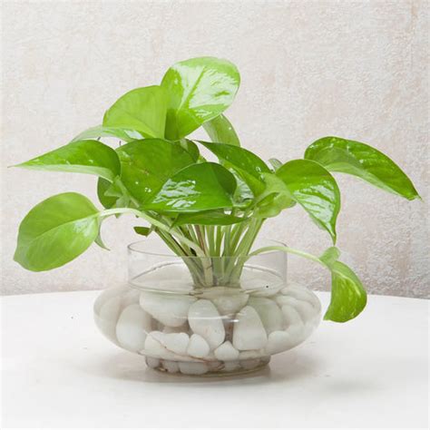How To Grow and Care For Money Plant – Plant Orbit