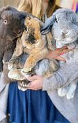 Image result for Cute Baby Animals Bunnies