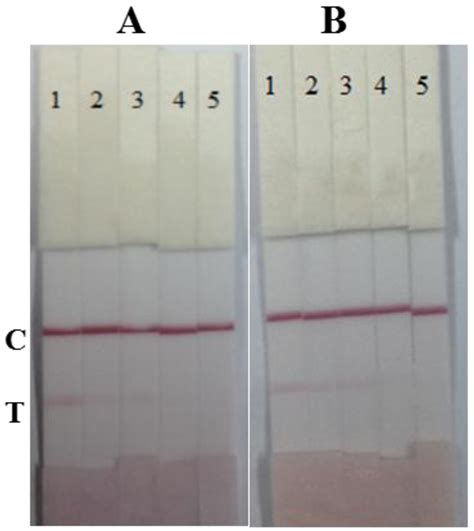 Development of an Immunochromatographic Strip for Rapid Detection of ...
