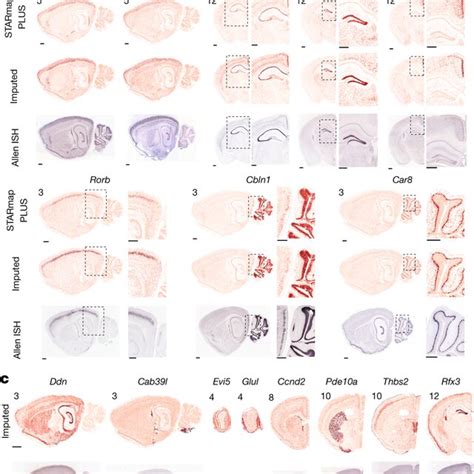 Spatial Transcriptome Mouse Brain Development 的图像结果