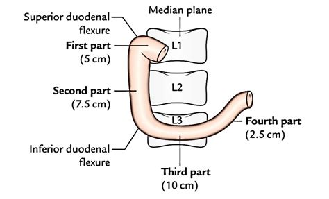 Image result for Duodenum Part
