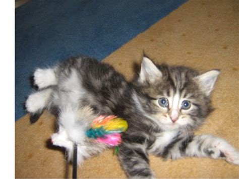 Tiere Kleinanzeigen Marburg Anzeigenmarkt Marburg