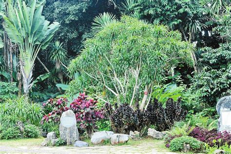 龙脑香园----中国科学院西双版纳热带植物园