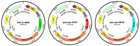 Transcriptome Analysis and CFEM Gene Overexpression in Metschnikowia ...