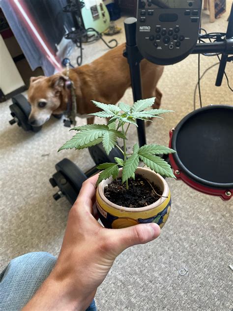 New to this growing stuff, how long till i you guys think buds will ...