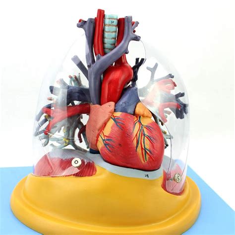 Buy WHYIT Puzzle Human Anatomy 3D Model Lung Respiratory Organ System ...