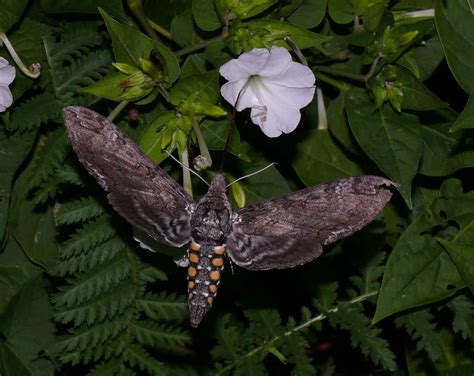 Ohio Birds and Biodiversity: Carolina Sphinx