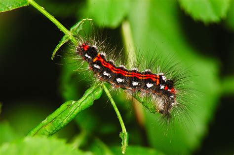 1024x768 wallpaper | red and black spiky caterpillar | Peakpx