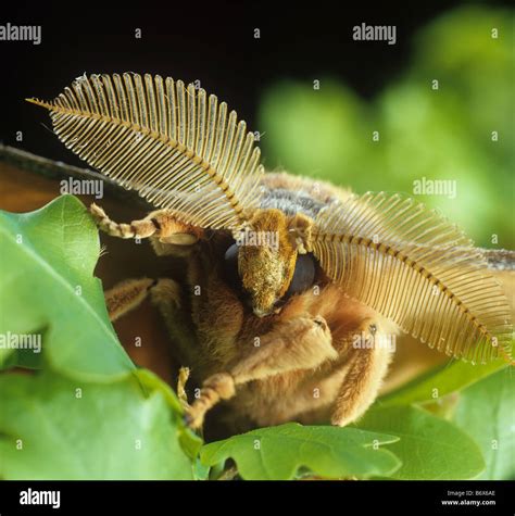 Antheraea pernyi silkworm hi-res stock photography and images - Alamy