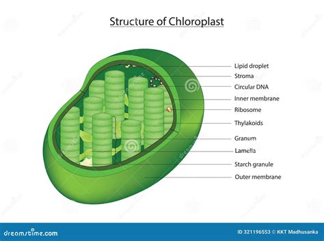 Structure of Typical Chloroplast Stock Vector - Illustration of biochemistry, lumen: 321196553