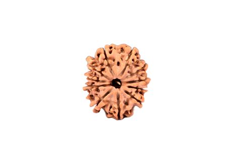 11 Faced Nepali Rudraksha - 11 Mukhi – Rgyan Shop