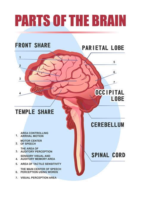 What Are The 7 Parts Of The Brain And Their Functions at Willy Booth blog