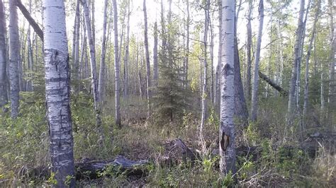 ZEINER CAMPGROUND (Lake Louise) - Campground Reviews & Photos - Tripadvisor