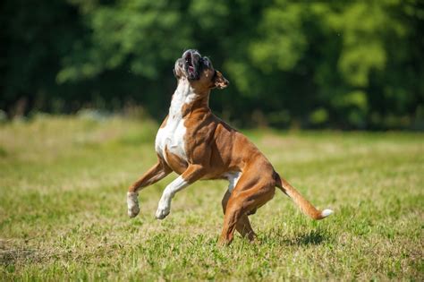 Boxer Dog Boxing 的图像结果