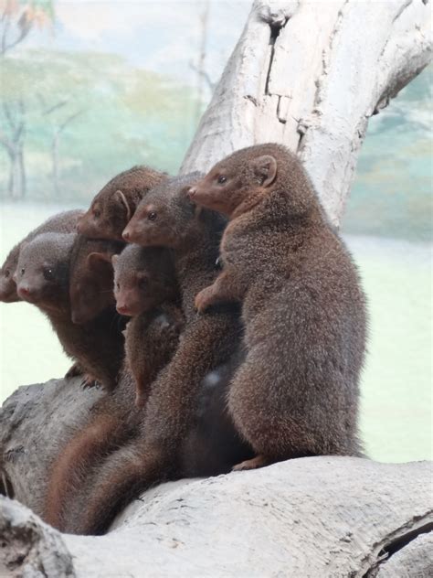 Stu @ the Zoo: Where do zoos get their animals from?