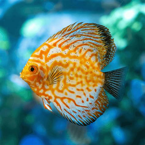 Yellow Checkerboard Discus 的图像结果