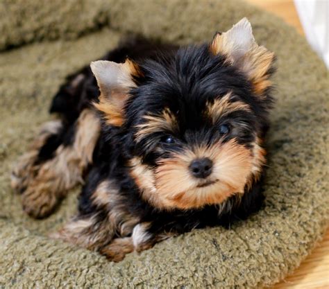 Yorkshire Terrier Breeders
