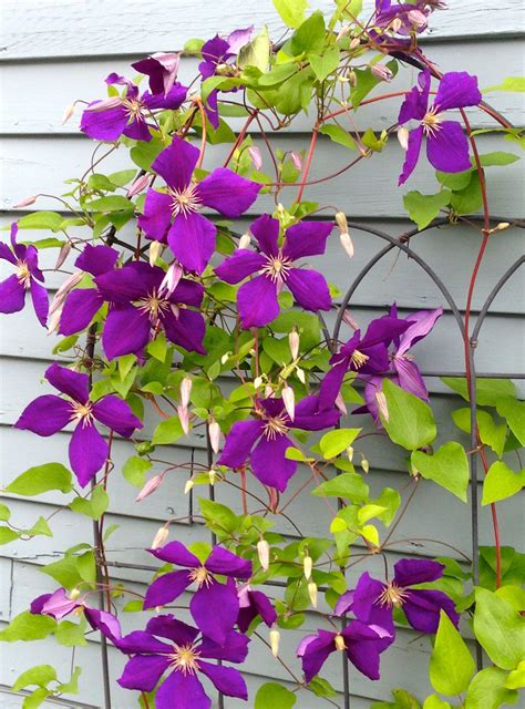 climbing clematis | Climbing clematis, Plants, Clematis