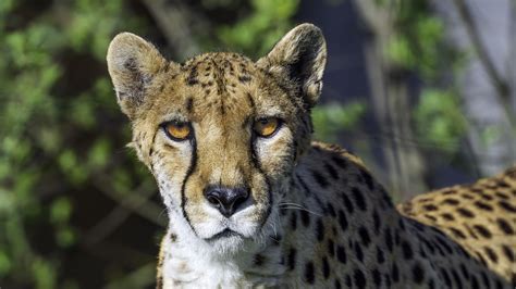 Download wallpaper 1366x768 cheetah, big cat, predator, animal, wild ...