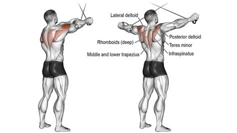 Cable Rear Delt Exercises at Donna Champion blog