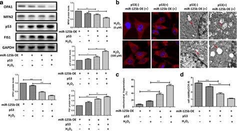 H2O2 HT22 的图像结果