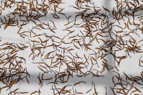 Viagra Of Himalayas - Cordyceps Fungus On Mountains In China Is More ...