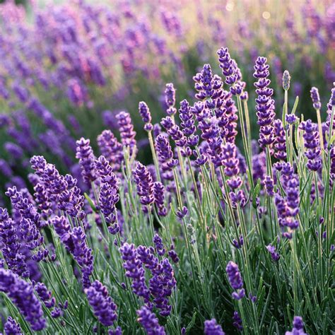 Lavender Flower Meaning, Spiritual Symbolism, Color Meaning & More ...