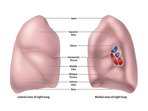 20.2: The Lungs - Medicine LibreTexts