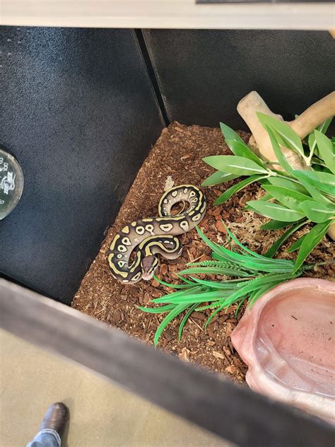 Image result for PetSmart Python