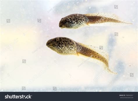 Bull Frog Tadpoles