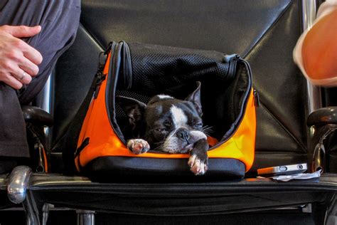 Southwest Airlines pet policy: Here’s how to fly with your cat or dog ...