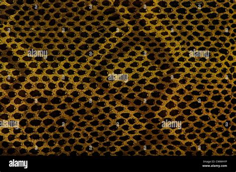 Leather Work Snake Skin 的图像结果